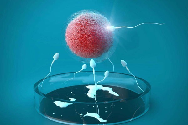 通过调节卵巢可以提高香港试管婴儿的成功率吗